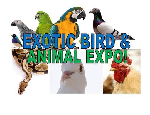 EXOTIC BIRD & ANIMAL EXPO